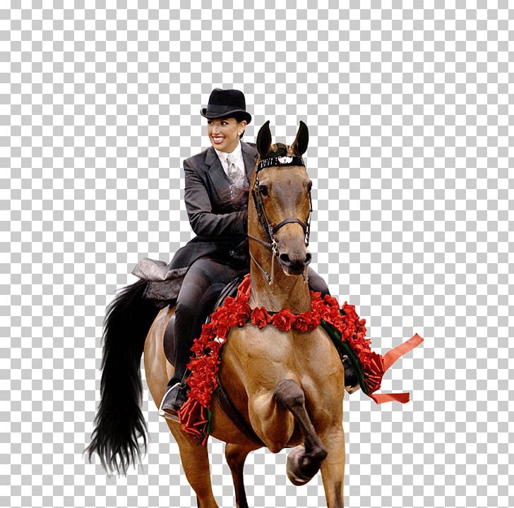Stallion Arabian Horse Mare Hunt Seat Rein PNG, Clipart, Bridle, Equestrian, Equestrianism, Equestrian Sport, Equitation Free PNG Download