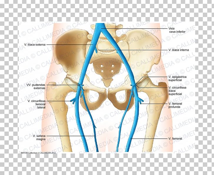 Vein Pelvis Forearm Anatomy PNG, Clipart, Abdomen, Anatomy, Angle, Arm, Chest Free PNG Download