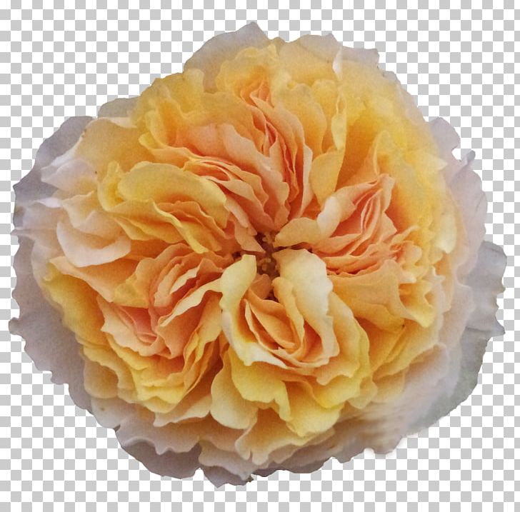 Cabbage Rose Garden Roses Cut Flowers Floristry PNG, Clipart, Artificial Flower, Cut Flowers, Facebook, Facebook Inc, Floristry Free PNG Download
