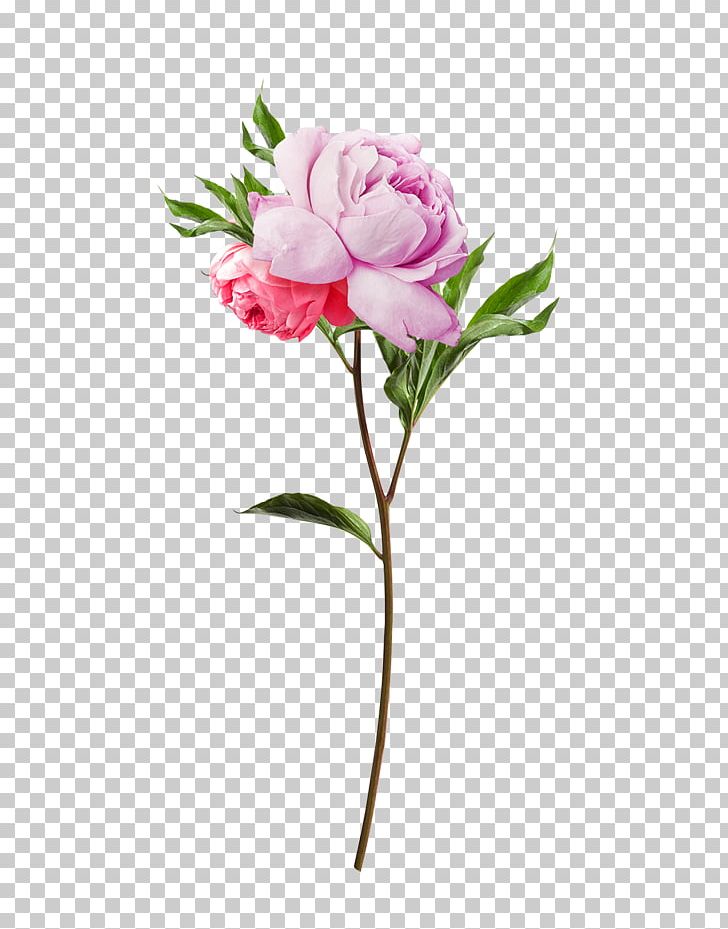 Flower Jurlique Taobao Toner PNG, Clipart, Artificial Flower, Bouquet, Carnation, Cosmetics, Flower Free PNG Download