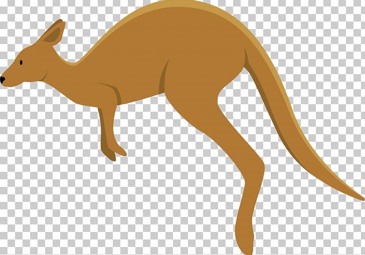 Kangaroo Macropodidae Dingo Koala PNG, Clipart, Animal, Animals, Bear, Canidae, Carnivoran Free PNG Download