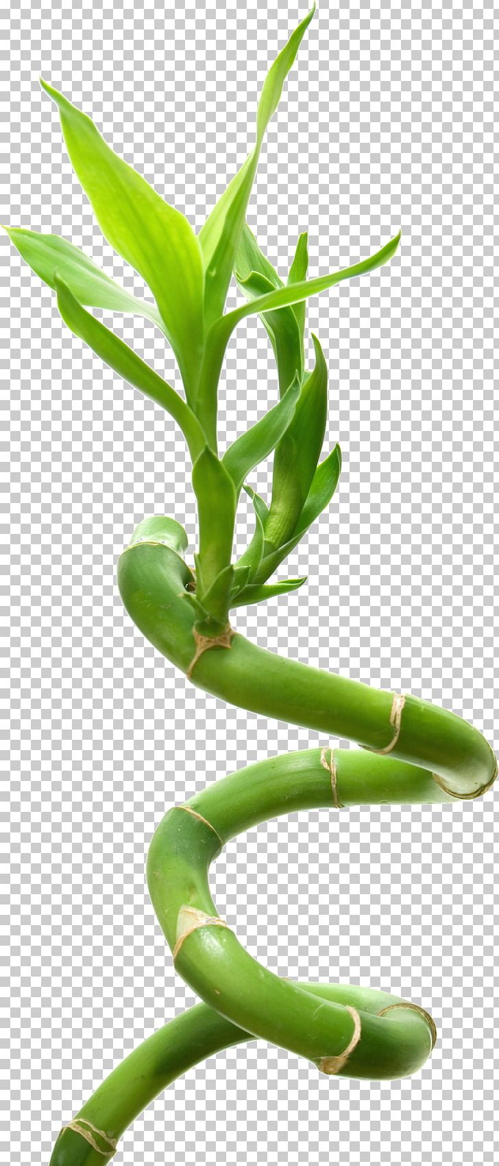Lucky Bamboo Stock Photography Fotolia PNG, Clipart, Advertising, Bamboo, Bamboo Textile, Bambusa Vulgaris, Commodity Free PNG Download
