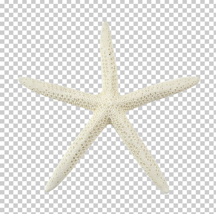 Starfish Bleach Marine Invertebrates Echinoderm PNG, Clipart, Animal, Animals, Beach, Bleach, Coast Free PNG Download
