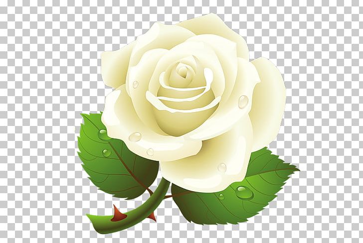 White Roses PNG, Clipart, White Roses Free PNG Download