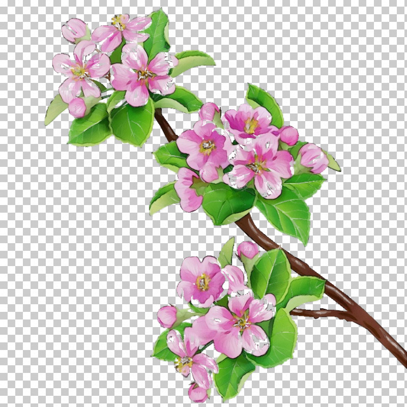 Cherry Blossom PNG, Clipart, Blossom, Branch, Cherry Blossom, Cut Flowers, Flower Free PNG Download