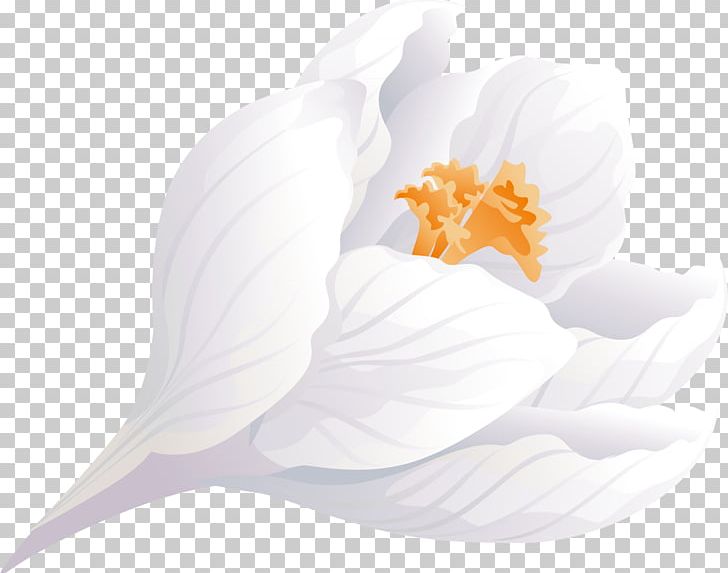 Flowering Plant Petal Flowering Plant PNG, Clipart, Crocus, Flower, Flowering Plant, Nature, Petal Free PNG Download