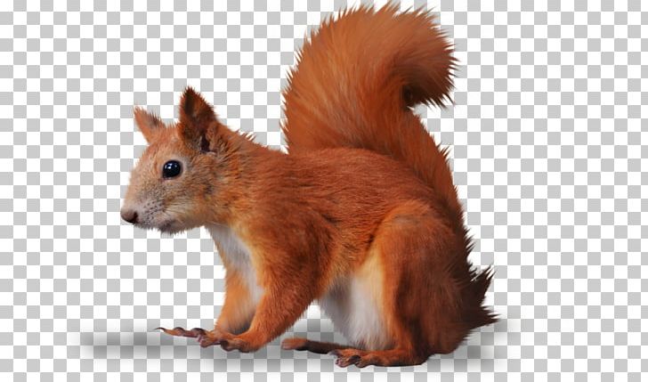 Squirrel PNG, Clipart, Animals, Dhole, Download, Encapsulated Postscript, Fauna Free PNG Download