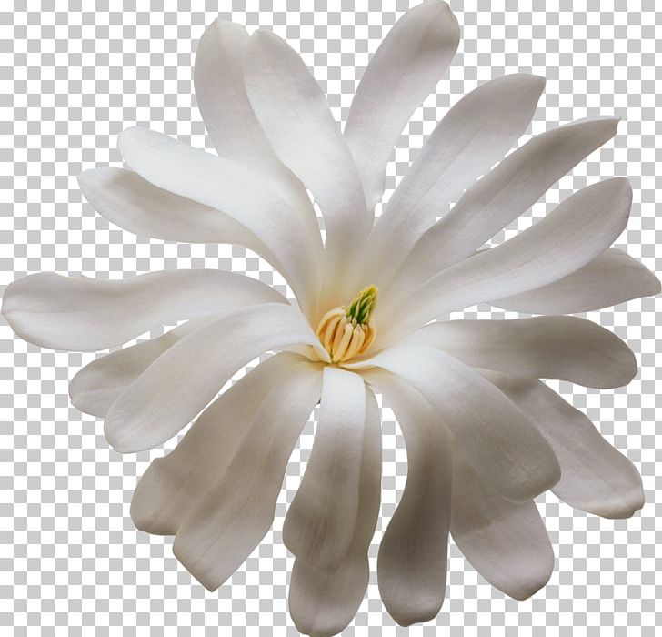 White Flower PNG, Clipart, Albom, Camomile, Chrysanths, Color, Daisy Family Free PNG Download