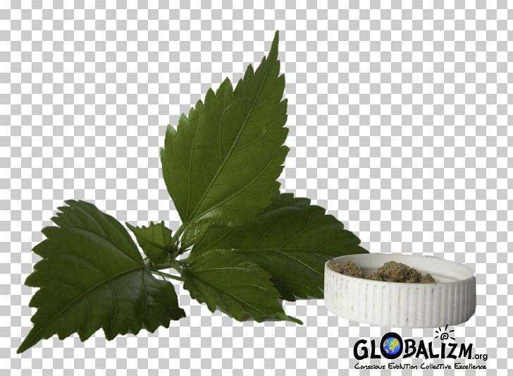Leaf Vegetable Shoeblackplant Plant Stem PNG, Clipart, Amaranth, Amaranthus Tricolor, Black Nightshade, Herb, Herbalism Free PNG Download