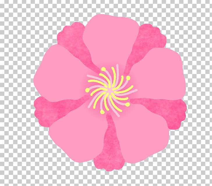 Sasanqua Camellia Illustration Japanese Camellia Illustrator Design PNG, Clipart, Birth Flower, Blossom, Camellia, Camellia Sasanqua, Cherry Blossom Free PNG Download