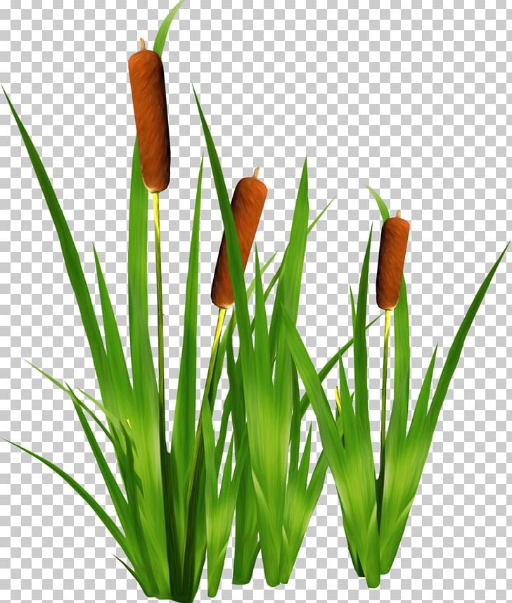Scirpus Graphic Frames Drawing PNG, Clipart, Bud, Cattail, Cloud, Cloud Cover, Conrad Grebel Free PNG Download