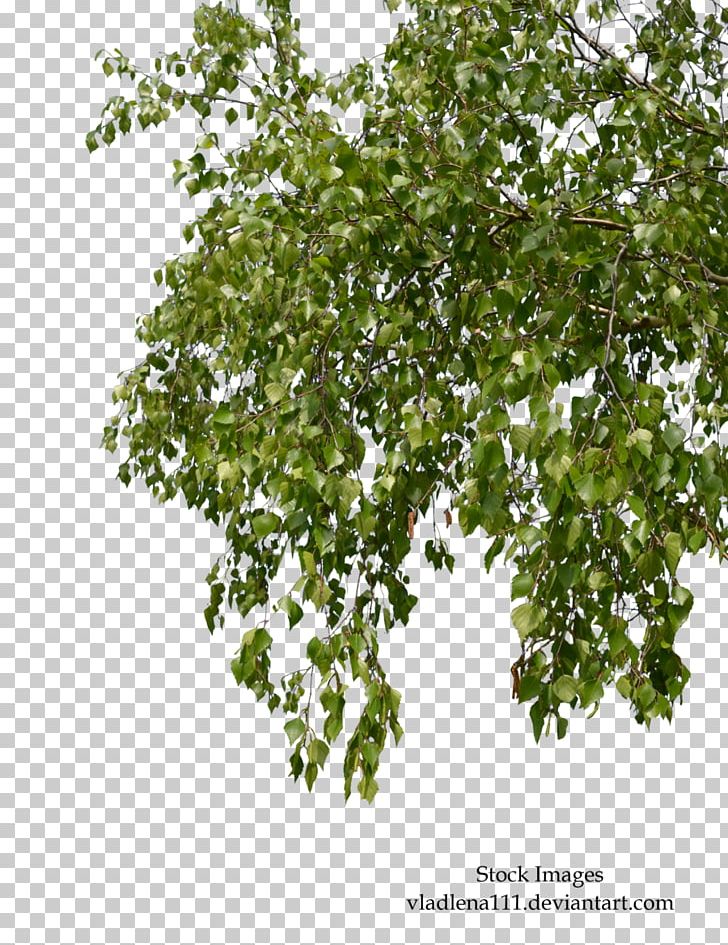 Tree Branch Birch PNG, Clipart, Art, Birch, Branch, Branches, Deviantart Free PNG Download