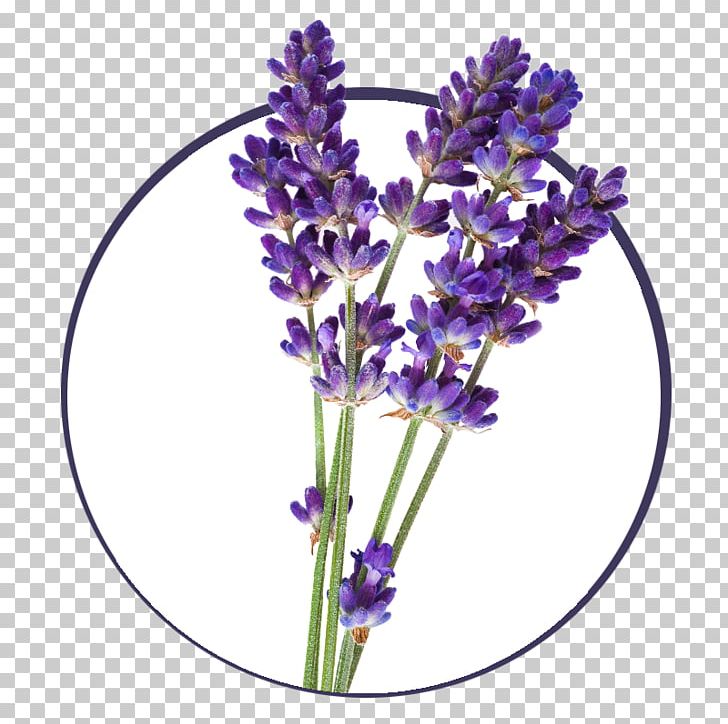 English Lavender French Lavender Lavender Oil Plant PNG, Clipart, Allergy, Aromatherapy, Botany, Common Sage, Cut Flowers Free PNG Download