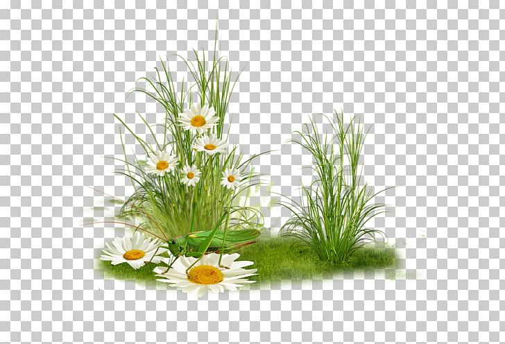 Grass Plant Tree PNG, Clipart, Drawing, Floral Design, Floristry, Flower, Flower Arranging Free PNG Download