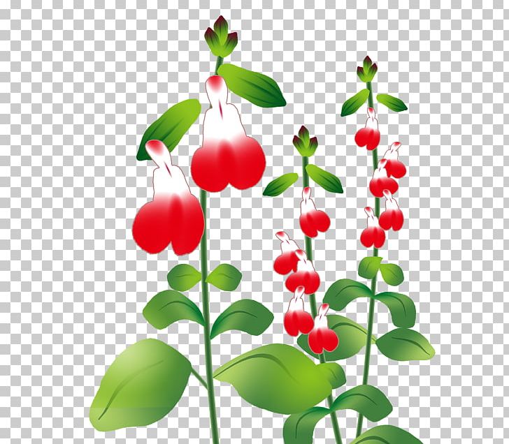 チェリーセージ Illustration Common Sage Plants Herb PNG, Clipart, Cherries, Common Sage, Flora, Floral Design, Flower Free PNG Download