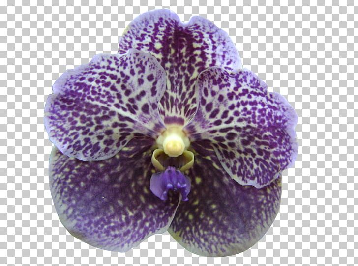 Singapore Orchid Moth Orchids Violet Lilac Purple PNG, Clipart, Bud, Color, Deep Purple, Flower, Flowering Plant Free PNG Download