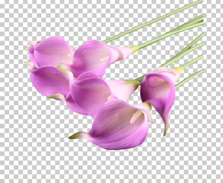 Bog Arum Flower Arum-lily PNG, Clipart, Arum, Arum Lilies, Arumlily, Arum Lily, Blog Free PNG Download