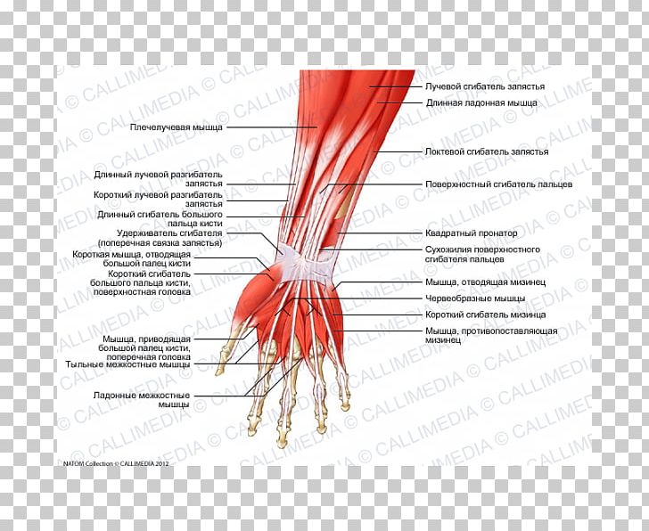 Finger Anterior Compartment Of The Forearm Anatomy Muscle PNG, Clipart, Adductor Longus Muscle, Anatomy, Arm, Coronal Plane, Diagram Free PNG Download