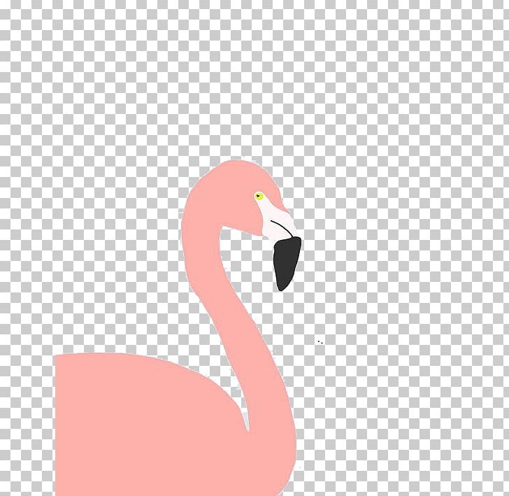 Flamingo Bird PNG, Clipart, Animals, Background, Beak, Cartoon Flamingo, Download Free PNG Download