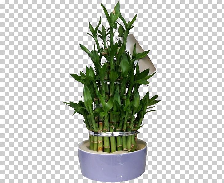 Flowerpot Houseplant Herb PNG, Clipart, Evergreen, Flowerpot, Food Drinks, Herb, Houseplant Free PNG Download