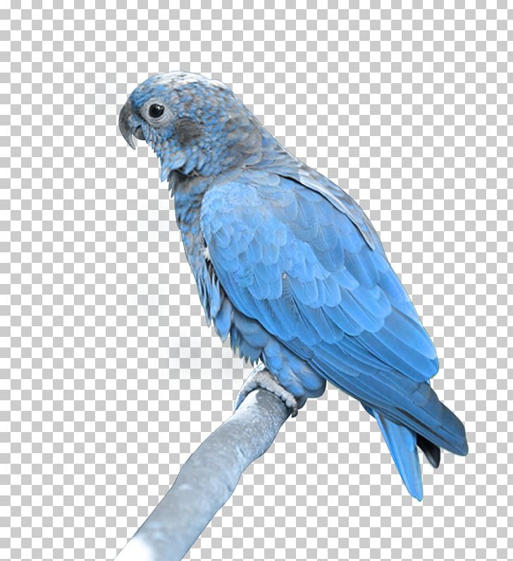 Hyacinth Macaw PNG, Clipart, African Grey, Beak, Bird, Cobalt Blue, Common Pet Parakeet Free PNG Download