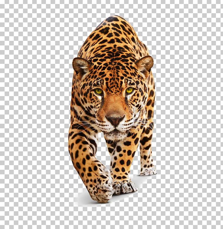 Jaguar Black Panther Felidae Lion Tiger PNG, Clipart, Animal, Animals, Big Cats, Carnivoran, Cat Free PNG Download