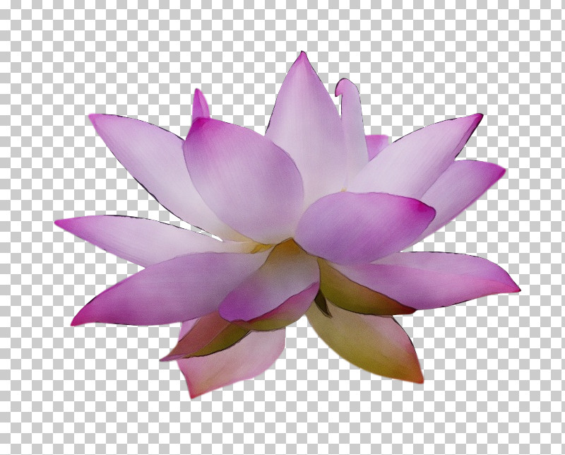 Sacred Lotus Nelumbonaceae Petal Flower Lotus-m PNG, Clipart, Flower, Lotusm, Nelumbonaceae, Paint, Petal Free PNG Download