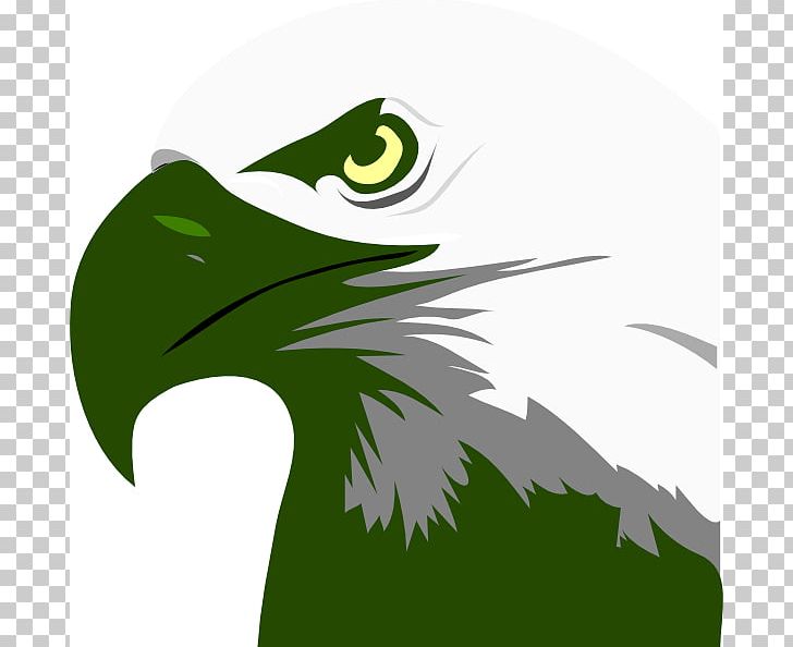 Bald Eagle PNG, Clipart, Bald Eagle, Beak, Bird, Bird Of Prey, Can Stock Photo Free PNG Download
