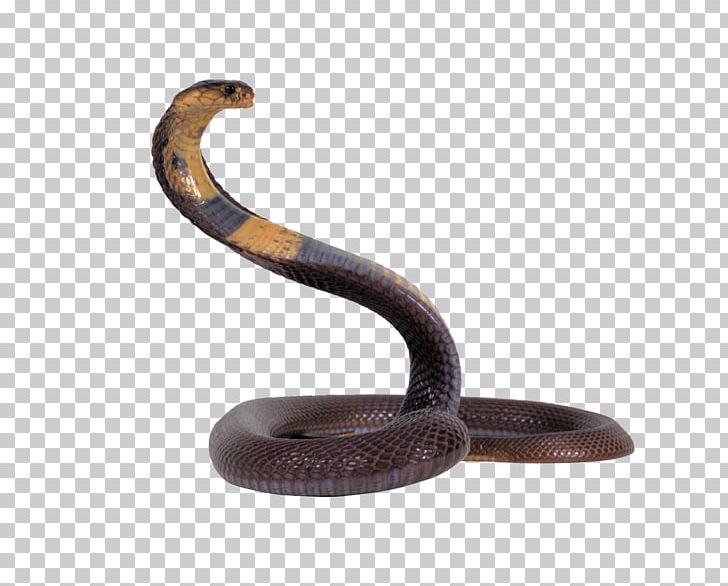 Snake On Screen Prank Snake Screen PNG, Clipart, Android, Animals, Cobra, Desierto, Elapidae Free PNG Download