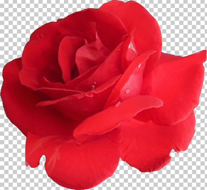 Centifolia Roses Flower Computer Icons PNG, Clipart, Centifolia Roses, China Rose, Computer Icons, Cut Flowers, Download Free PNG Download