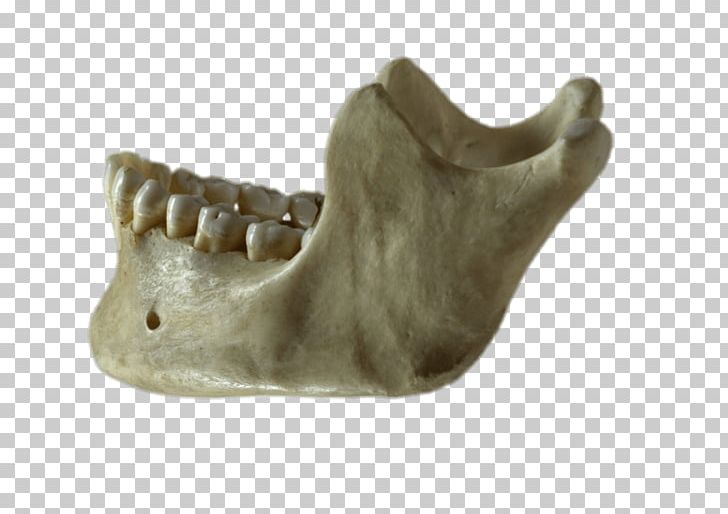 Mandible Jaw Bone Homo Sapiens Skull PNG, Clipart, Alaleuanluu, Anatomy, Bone, Fantasy, Homo Sapiens Free PNG Download