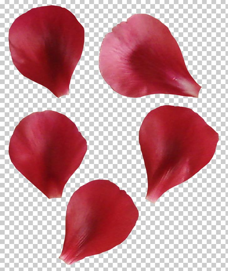 Petal Flower Leaf PNG, Clipart, Computer Network, Cut Flowers, Download, Flower, Leaf Free PNG Download