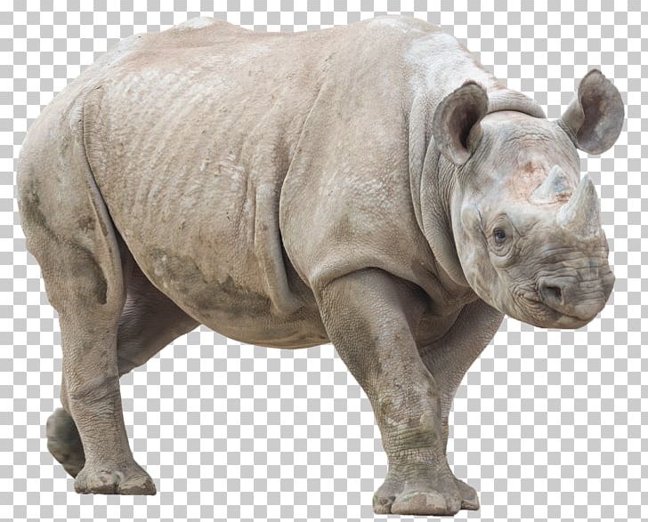 Rhinoceros Desktop PNG, Clipart, Animal, Black Rhinoceros, Desktop Wallpaper, Digital Image, Fauna Free PNG Download