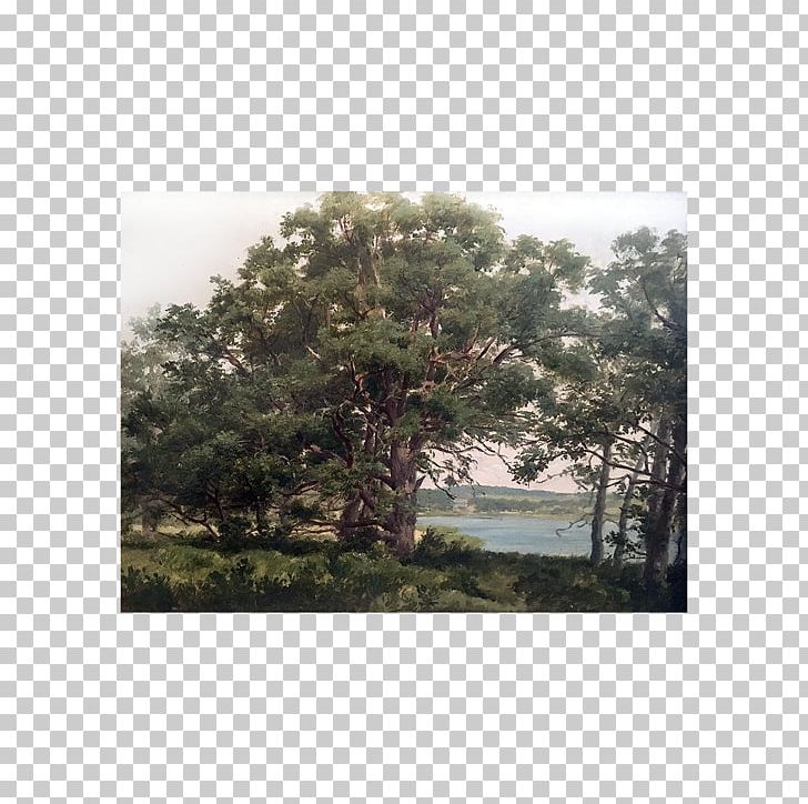 Shelter Island 1890s Vegetation Shrubland From Here To Antiquity PNG, Clipart, 1890s, Artist, David Mendenhall, Ecosystem, Evergreen Free PNG Download