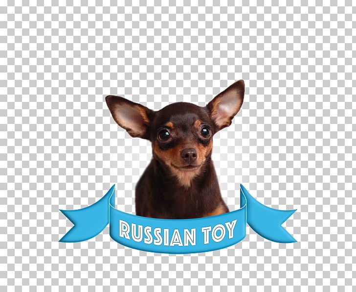 Miniature Pinscher Russkiy Toy English Toy Terrier Puppy German Pinscher PNG, Clipart, Animals, Bree, Carnivoran, Chihuahua, Companion Dog Free PNG Download