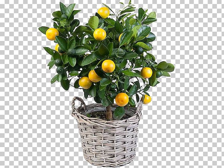 Treelet Crock Flowerpot Citrus Fruit Garden PNG, Clipart, Calamondin, Citrus, Citrus Fruit, Crock, Evergreen Free PNG Download