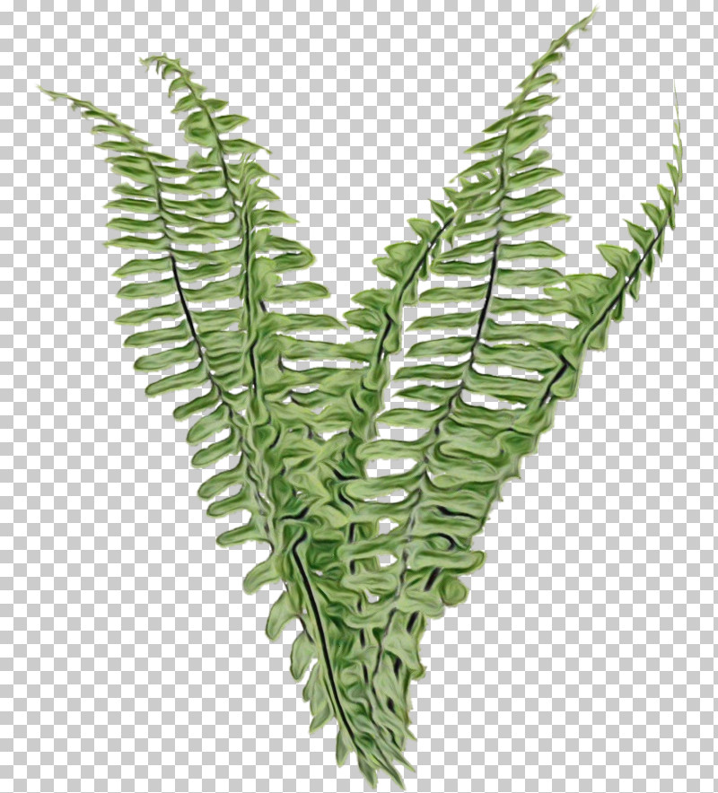 Palm Trees PNG, Clipart, Branch, Drawing, Fern, Horsetail Family, Leaf Free PNG Download
