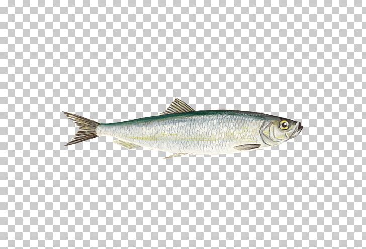 Sardine Hamsa Fish Shop PNG, Clipart, Anchovy, Animals, Bony Fish, Capelin, Coregonus Lavaretus Free PNG Download