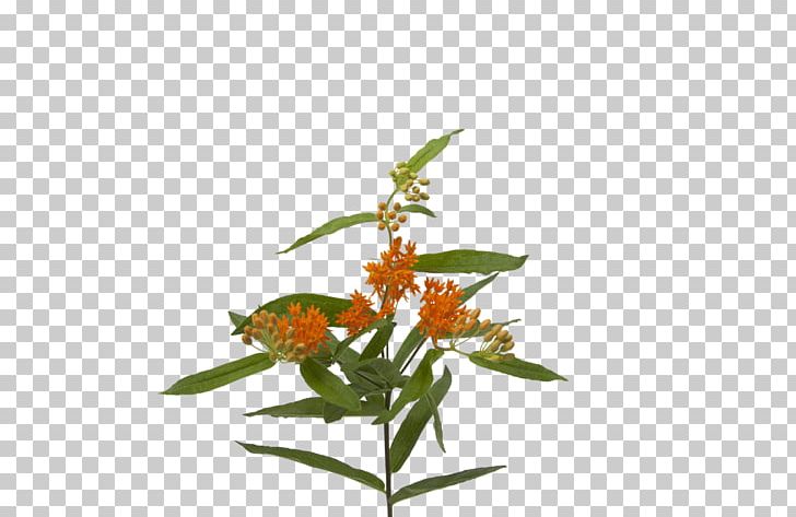Cut Flowers Plant Stem Pink Flowers PNG, Clipart, Butterfly, Butterfly Weed, Cut Flowers, Dahlia, Flower Free PNG Download