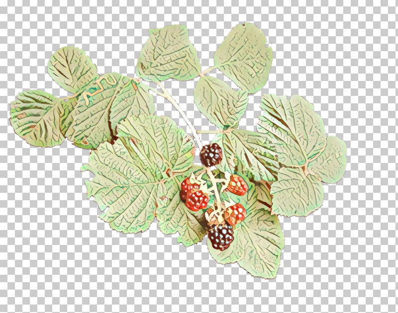 Leaf Plant Tree Branch Brooch PNG, Clipart, Branch, Brooch, Leaf, Plant, Tree Free PNG Download