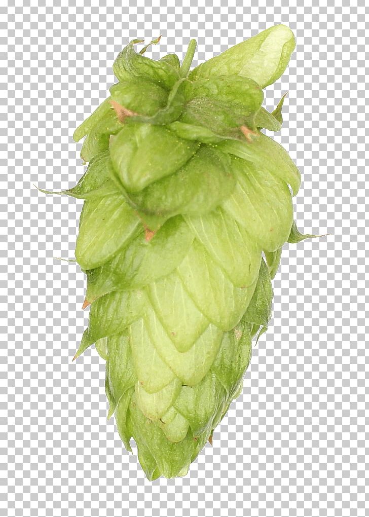 Common Hop Zhuhai Sidanna Trading Co. PNG, Clipart, Calypso, Chinook, Common Hop, Company, Craig Cathcart Free PNG Download