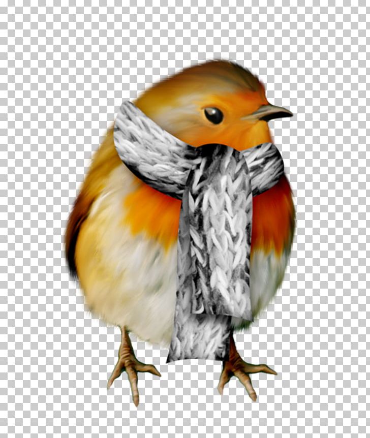 European Robin Bird Snow Winter Hard Rime PNG, Clipart,  Free PNG Download