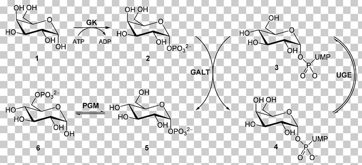 Galactose-1-phosphate Uridylyltransferase Glycolysis Glucose 1-phosphate Galactose 1-phosphate PNG, Clipart, Angle, Area, Auto Part, Black And White, Diagram Free PNG Download