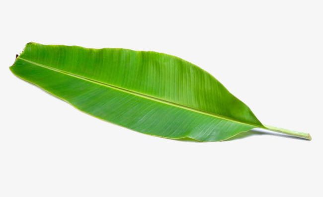 Tender Green Banana Leaves PNG, Clipart, Banana, Banana Clipart, Banana Clipart, Banana Leaves, Green Free PNG Download