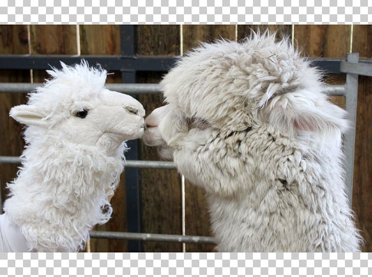 Alpaca Hand Puppet Llama PNG, Clipart, Alpaca, Camel Like Mammal, Fur, Hand, Hand Puppet Free PNG Download