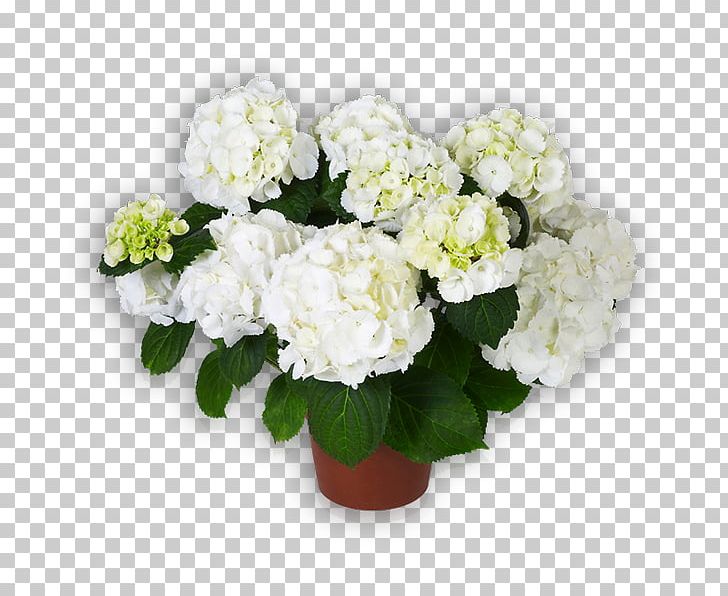 Hydrangea Cut Flowers Saxon Floral Design PNG, Clipart, Annual Plant, Artificial Flower, Chelsea Flower Show, Cornales, Cut Flowers Free PNG Download