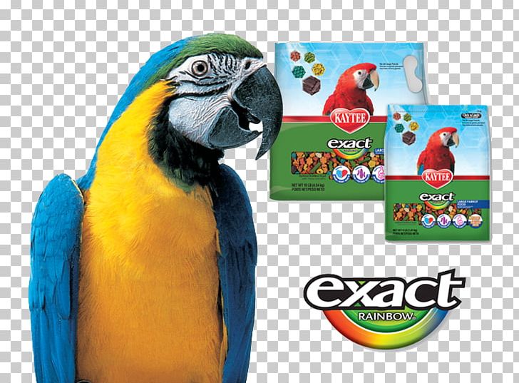 Macaw Bird Parrot Cockatiel Kaytee PNG, Clipart, Animal, Animals, Beak, Bird, Bird Food Free PNG Download