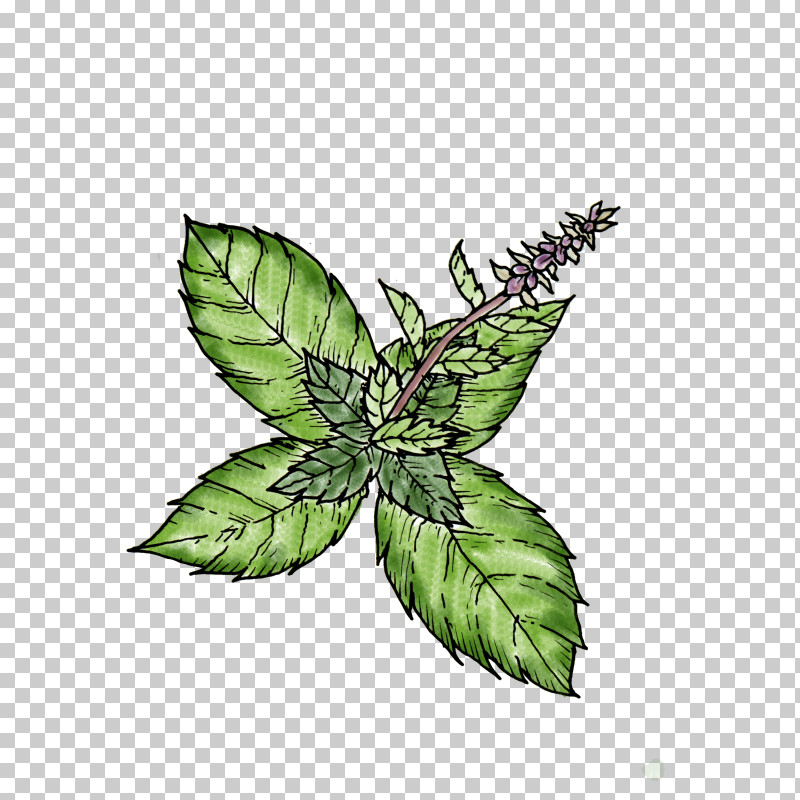 Leaf Plant Flower Hemp Family Herb PNG, Clipart, Flower, Hemp Family, Herb, Leaf, Mint Free PNG Download