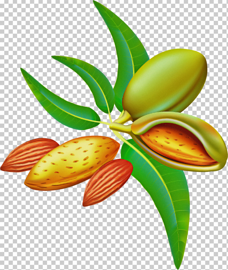 Plant Leaf Flower PNG, Clipart, Flower, Leaf, Plant Free PNG Download