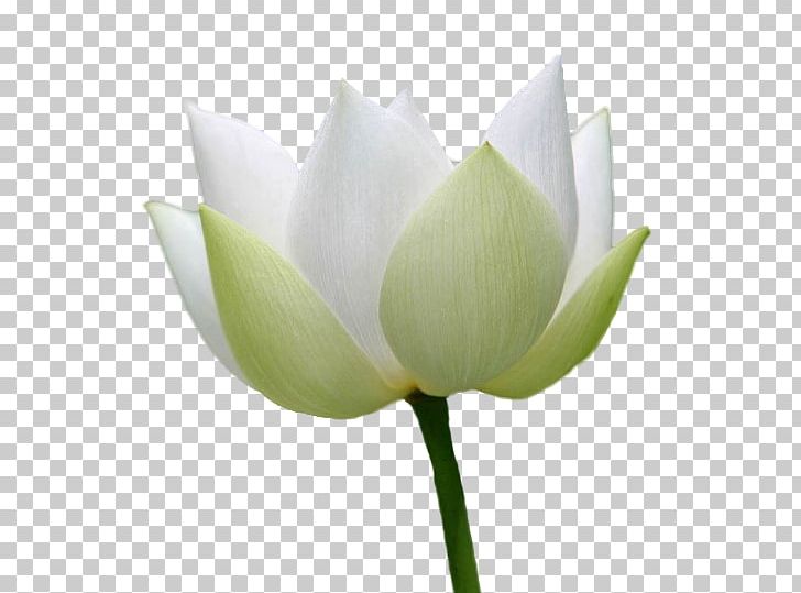 Lilium Candidum White Nelumbo Nucifera Realism PNG, Clipart, Aquatic Plant, Background White, Black White, Bud, Cut Flowers Free PNG Download
